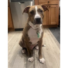 Unbranded Pet Friendship Bracelet, Dog Mom, Keychain, Cat, Match Your Dog, Set, Collar