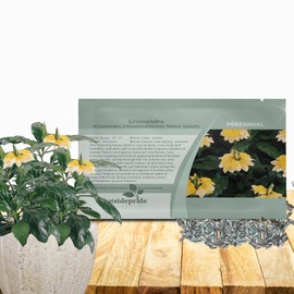 Outsidepride Crossandra Yellow Splash Seeds – 15 Pcs Perennial, Tropical Firecracker Plant Seeds for Bright Blooms, Vibrant Gardens, Indoor & Outdoor Plant Displays