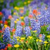 Washington Wildflower Seed Mix - Over 60,000 Premium Seeds -
