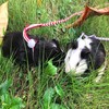 Zittop 1 PCS Small Animal Leash Lead Harness Rope Hamster
