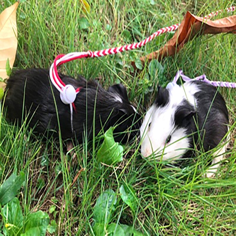 Zittop 1 PCS Small Animal Leash Lead Harness Rope Hamster