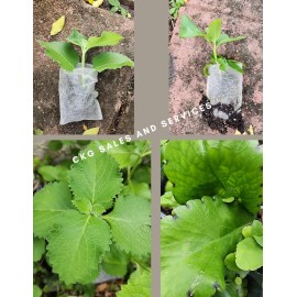 hoja de bruja para te o extracto 2 Planta   . bruja Mala Madre .y Mexican Mint - Cuban Oregano 4" Pulgadas