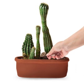 R&R SHOP R&R SHOP - Organischer Dünger für Sukkulenten und Kakteen, komplettes biologisches Futter, langsame Freisetzung, perfekt für alle Sukkulenten im Innen- und Außenbereich - 150 g