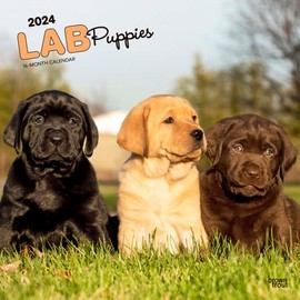 Labrador Retriever Puppies | 2024 12 x 24 Inch Monthly Square Wall Calendar | BrownTrout | Animals Dog Breeds Lab