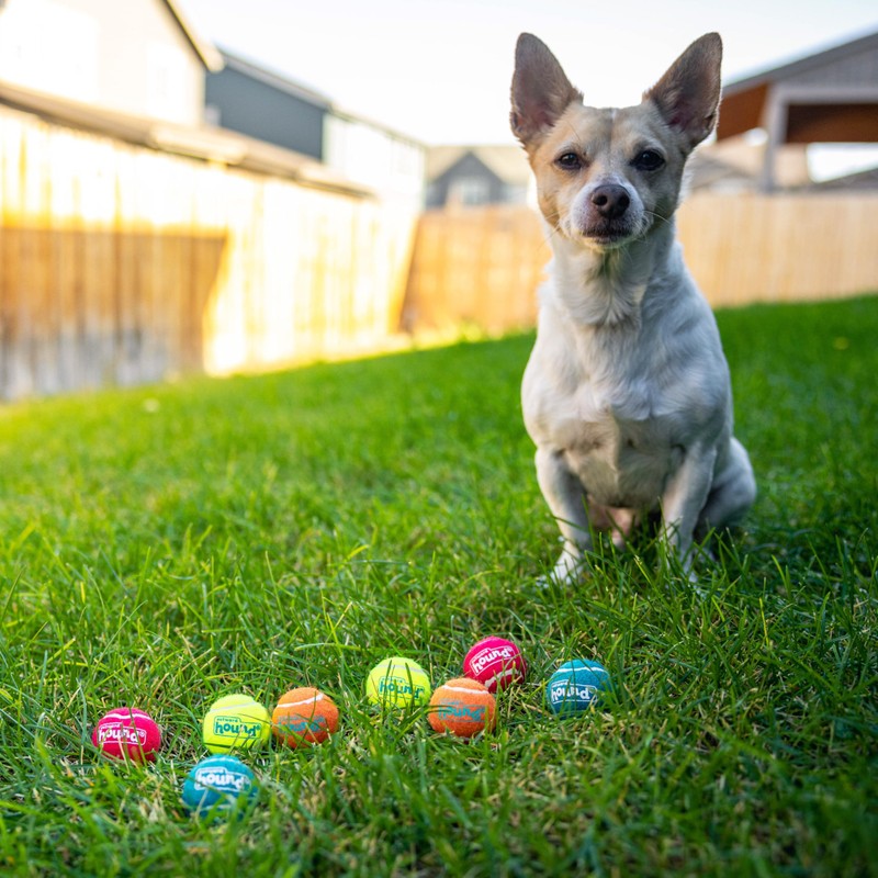 Outward Hound Squeaker Ballz – Squeaky Tiny Tennis Balls for