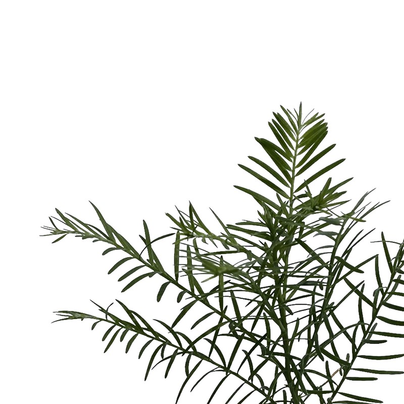 2 Coastal Redwood Trees – Live Plants – Sequoia sempervirens