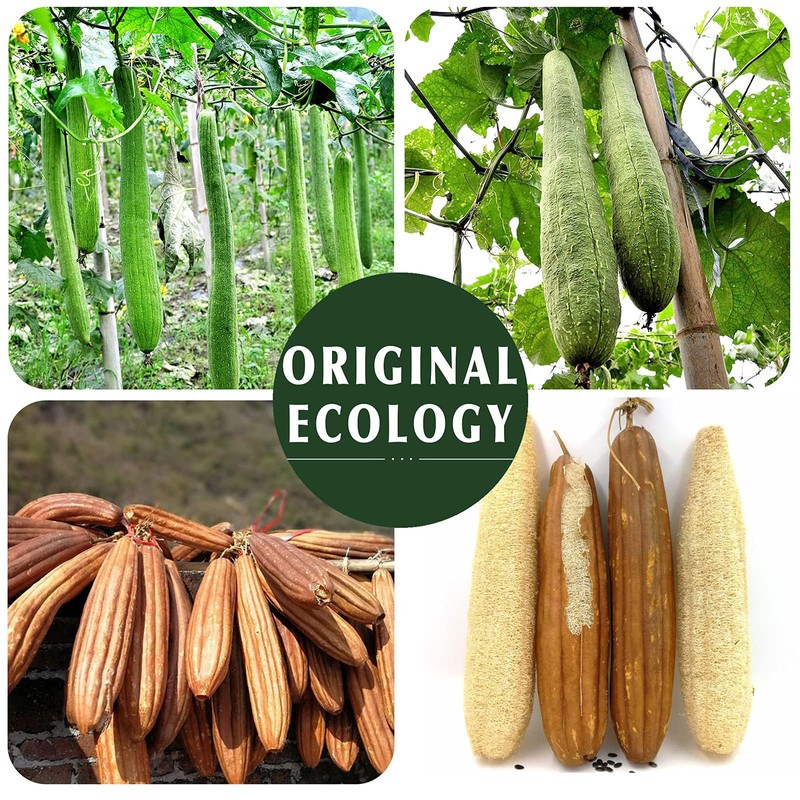 Natural Loofah Sponge Exfoliating Body Scrubber (2 Pack),Made with Eco-Friendly