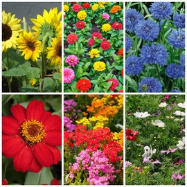 Organic Bouquet Flower Cutting Mix - 4 Oz ~24,000+ Seeds - 6 Varieties to Attract Butterflies, Bees, & Other Pollinators - Ideal Blooms That Last in Vases & Bouquets - Pollinator & Cut Flower Mix