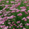Eden Brothers Yarrow Seeds - Cerise Queen
