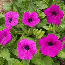 Everwilde Farms - 2000 Shanin Wild Petunia Wildflower Seeds - Gold Vault Jumbo Seed Packet