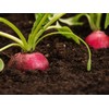 Water Storing Polymer Crystal Helps Prevent Plants Over and Under