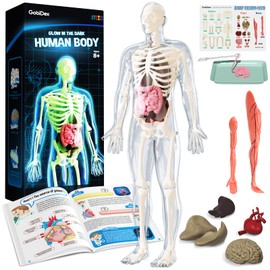 GobiDex Human Body Skeleton Model Kit, Glow in The Dark Science Kit for Kid