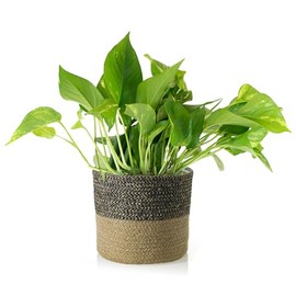 Shop Succulents Pothos Plant in Jute Pot, Freshly Potted, Live Indoor Plant, Easy Care Houseplant, Air Purifying Plant, Housewarming, Home Décor