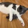 SPOT Big Mouse Bertha Cat Toy with Catnip – Lifelike