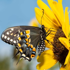 Outsidepride Helianthus Annuus Wild Sunflower Seeds - 1 LB