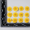 Unbranded 12PCS Real Pressed Dry flowers, daisy Flower supply for