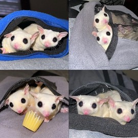 Exotic Nutrition 2 Pack Carry Pouch for Small Animals - Breathable Window, Strong Zipper, Adjustable Strap - Sugar Gliders Hamster Gerbils