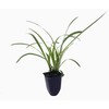 Variegated Liriope | 3 Live Plants | Liriope Muscari Variegata