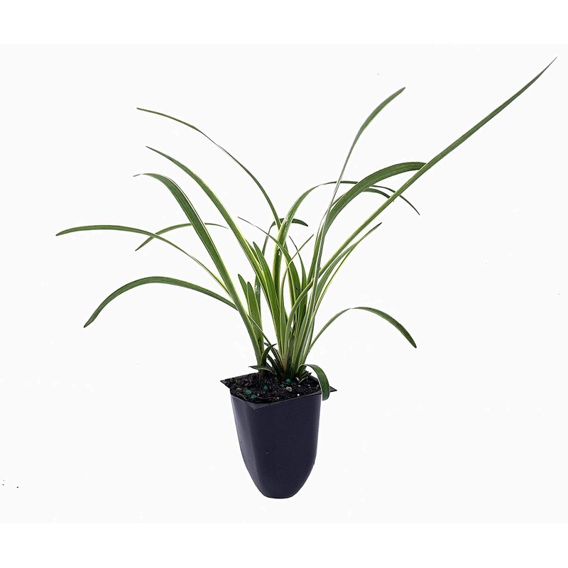 Variegated Liriope | 3 Live Plants | Liriope Muscari Variegata