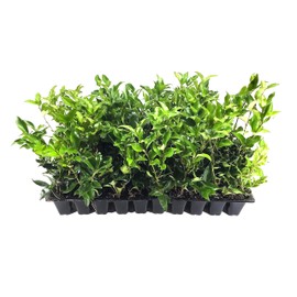 Ligustrum Curled Leaf Privet | 20 Live Plants | Ligustrum Japonicum 'Recurvifolium' | Ornamental Shrub | Privacy Hedge Plants