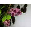mightyoaktreenursery.com 6 scion cuttings of Akebia Quinata (aka Chocolate Vine)