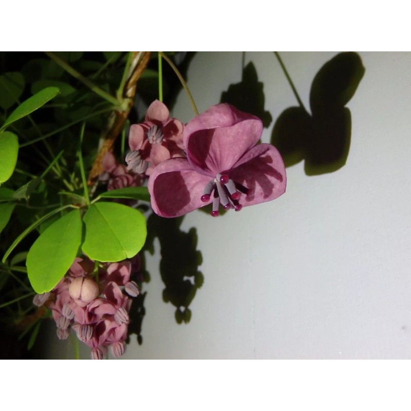 mightyoaktreenursery.com 6 scion cuttings of Akebia Quinata (aka Chocolate Vine)