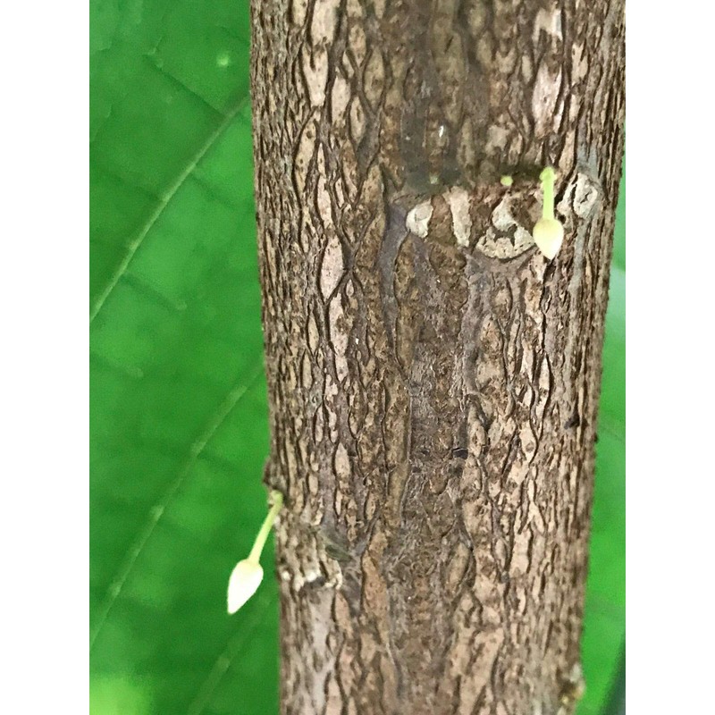 TRINITARIO Theobroma Cacao Cocoa Chocolate Fruit Tree Potted Plant RED