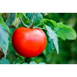 "The Caribe" Caribbean Tomato Seeds for Planting, 100+ Heirloom Seeds Per Packet, (Isla's Garden Seeds), Non GMO Seeds, Botanical Name: Solanum lycopersicum, Great Home Garden Gift