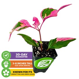 Alternanthera Party Time Joseph's Coat of Many Colors Live Plant - Alternanthera by Wellspring Gardens Starter Plant - Foliage for Gardens & Landscapes, Easy Care Outdoor Plant, Green and Pink Shrub