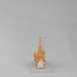 Moqqeu Foot Joint Model with Ligaments Human Anatomy Model, Life Size, Medical-Teaching Equipment As Shown 1 Piece