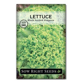 Sow Right Seeds - Black Seeded Simpson Lettuce Seeds for Planting - Non-GMO Heirloom Packet with Instructions to Plant a Home Vegetable Garden - Outdoors or Hydroponics Indoors - Green Leaf (1)