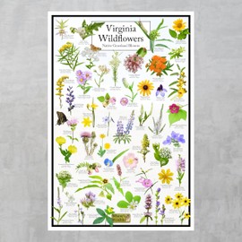 Where's Wildlife Virginia Wildflowers - Native Grassland Blooms Poster | Educational Science Chart of Virginia's Grassland Flowers (12" x 18")