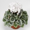 cyclamen silverado 15 Cyclamen Seeds Cyclamen Silverado White Winter Flower