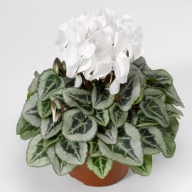 cyclamen silverado 15 Cyclamen Seeds Cyclamen Silverado White Winter Flower