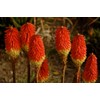 NIKA SEEDS - Flowers Red Hot Poker (Torch Lily, Kniphofia