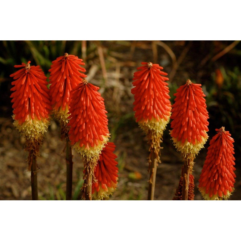 NIKA SEEDS - Flowers Red Hot Poker (Torch Lily, Kniphofia