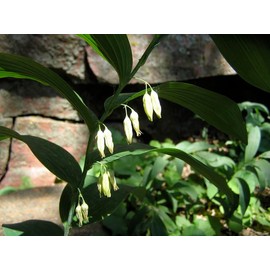 True Solomon Seals Wildflower Live Root Systems Pack of Ten