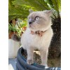 SuperBuddy Cat Collars Breakaway with Cute Bow Bell - 2