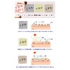 Makeup Base Popularity Ranking Moisturizing Sebum Crumble Prevention Pores Base