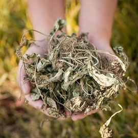 국산 건조 차전초(질경이풀) 100g 차 건 뿌리채 말린 한방 Korean Dried Plantago (Plantago asiatica) 100g Dried Root Herbal Tea