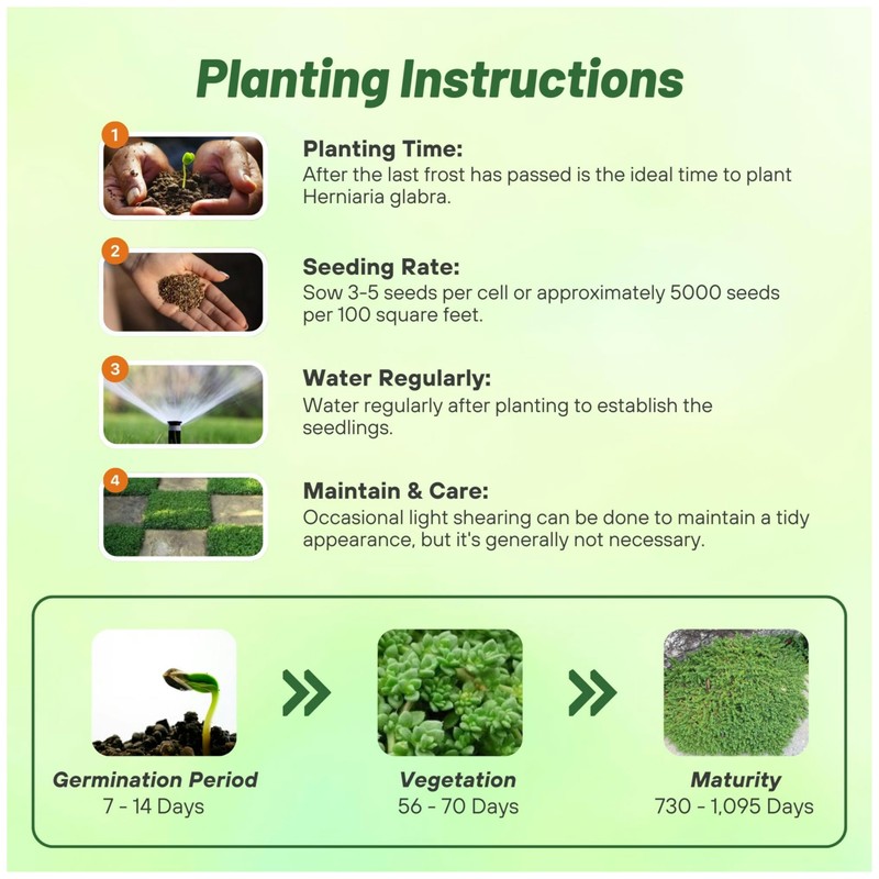 Outsidepride Green Carpet Herniaria Glabra Seeds - 10,000 Pcs Perennial,