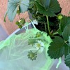 60 Pcs 5.9''×7.8'' Drawstring Fruit Netting Bags, Reusable Garden Netting