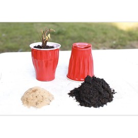 All Season Strawberry Plant Garden with Everbearing Strawberry and June Bearing Strawberry Plants. 4 Different Sets Varieties in Set from Hand PIcked Nursery