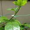 The Work, Will one-touch [Green Curtain] Gardening for convenient clip