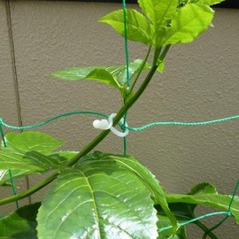 The Work, Will one-touch [Green Curtain] Gardening for convenient clip (Medium) 20 Pcs/pack twccagl – Wo