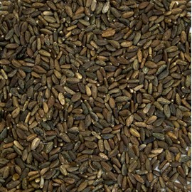 Palm Beach Medicinal Herbs - Gobbo Di Nizzia Cardoon - Packet of 20 Seeds