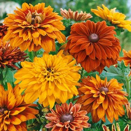 Outsidepride Cherokee Sunset Rudbeckia Hirta Seeds - 100 pcs Perennial, Deer Proof, Flower Seeds for Planting Outdoors w/Vibrant Colors & Double Blooms for Borders Gardens & Cut Flowers (AAS Winner)