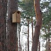 Outer Trails Japanese Cedar Wooden Owl Houses, Bark Front