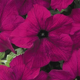 Petunia - Dream Series Flower Garden Seed - 1000 Pelleted Seeds - Burgundy Flowers - Annual Blooms - Single Grandiflora Petunias