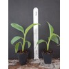 hope's garden ICE CREAM (BLUE JAVA)Live Musa Banana Tree-WELL ROOTED
